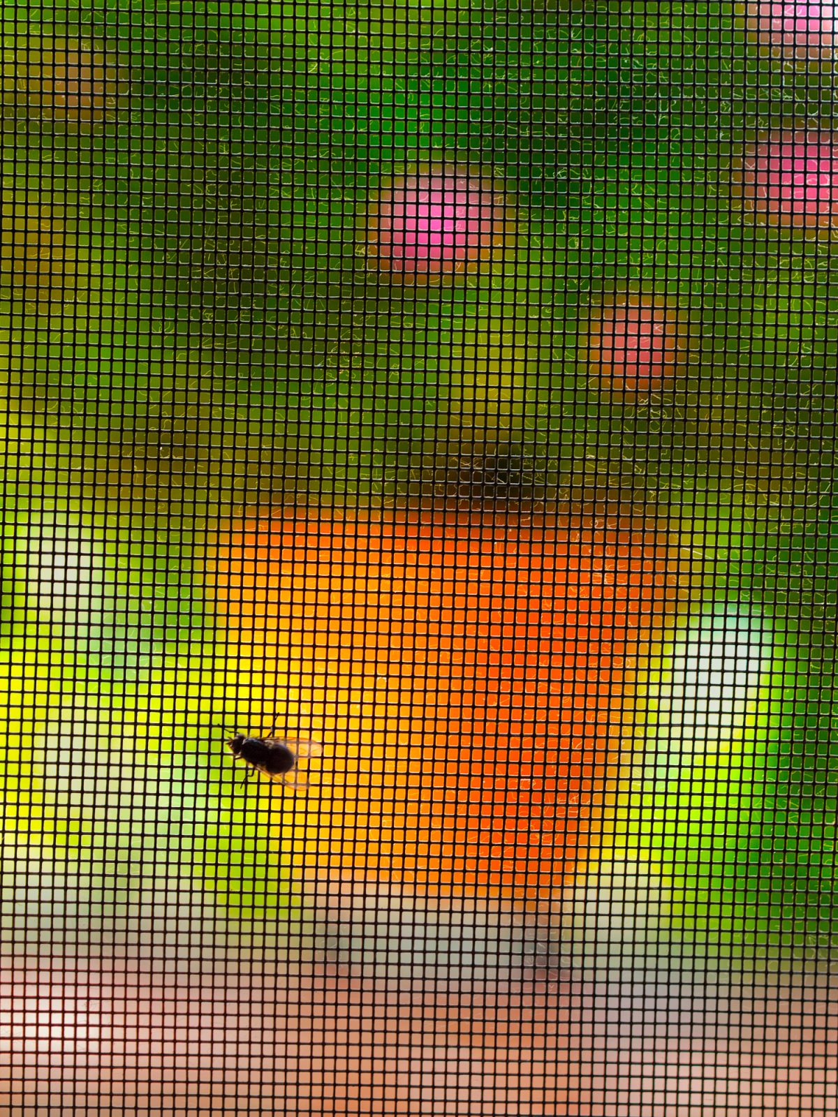 Komarniki so preprosta odločitev, ki prinese mir.